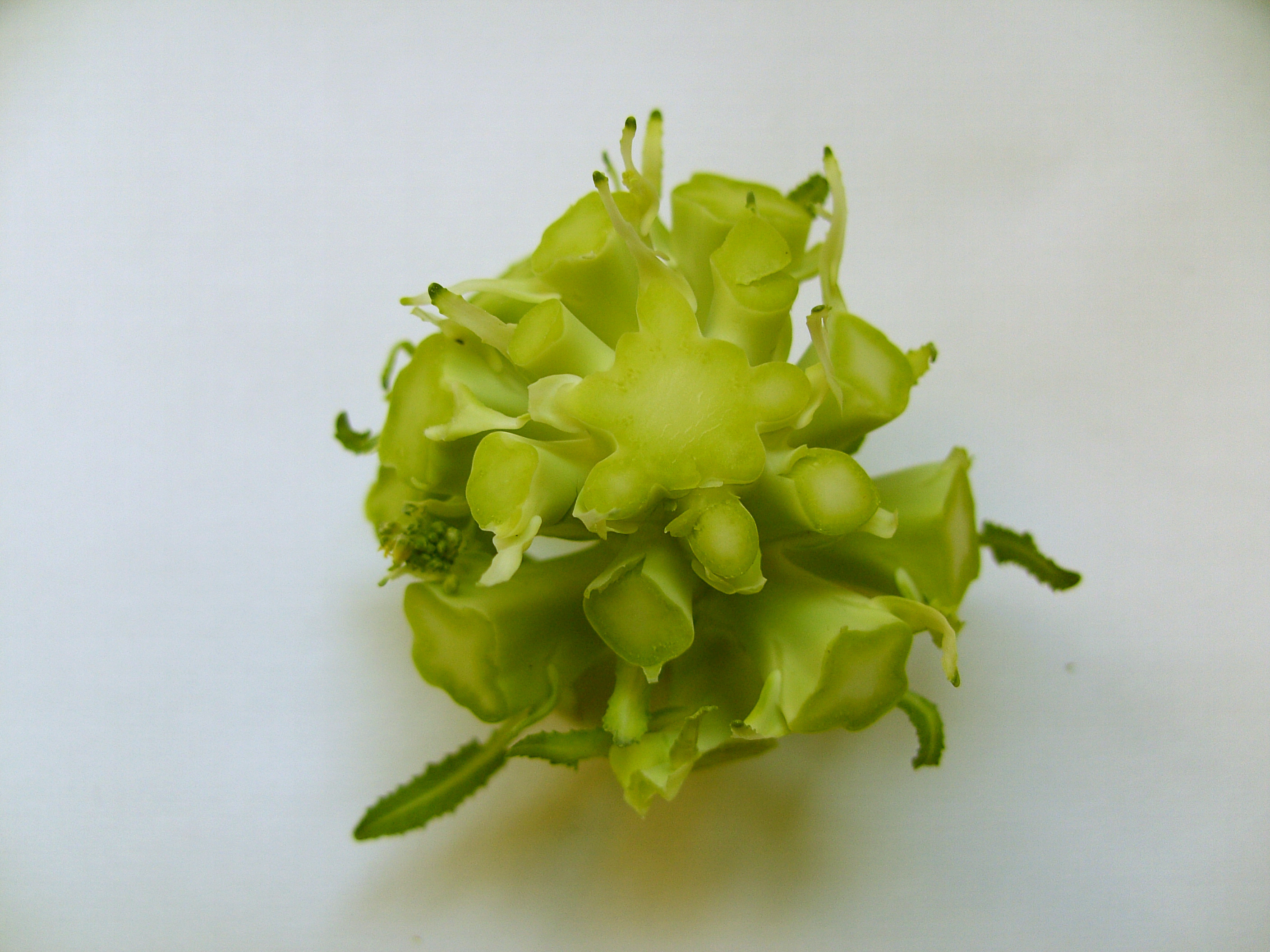 vegetable5